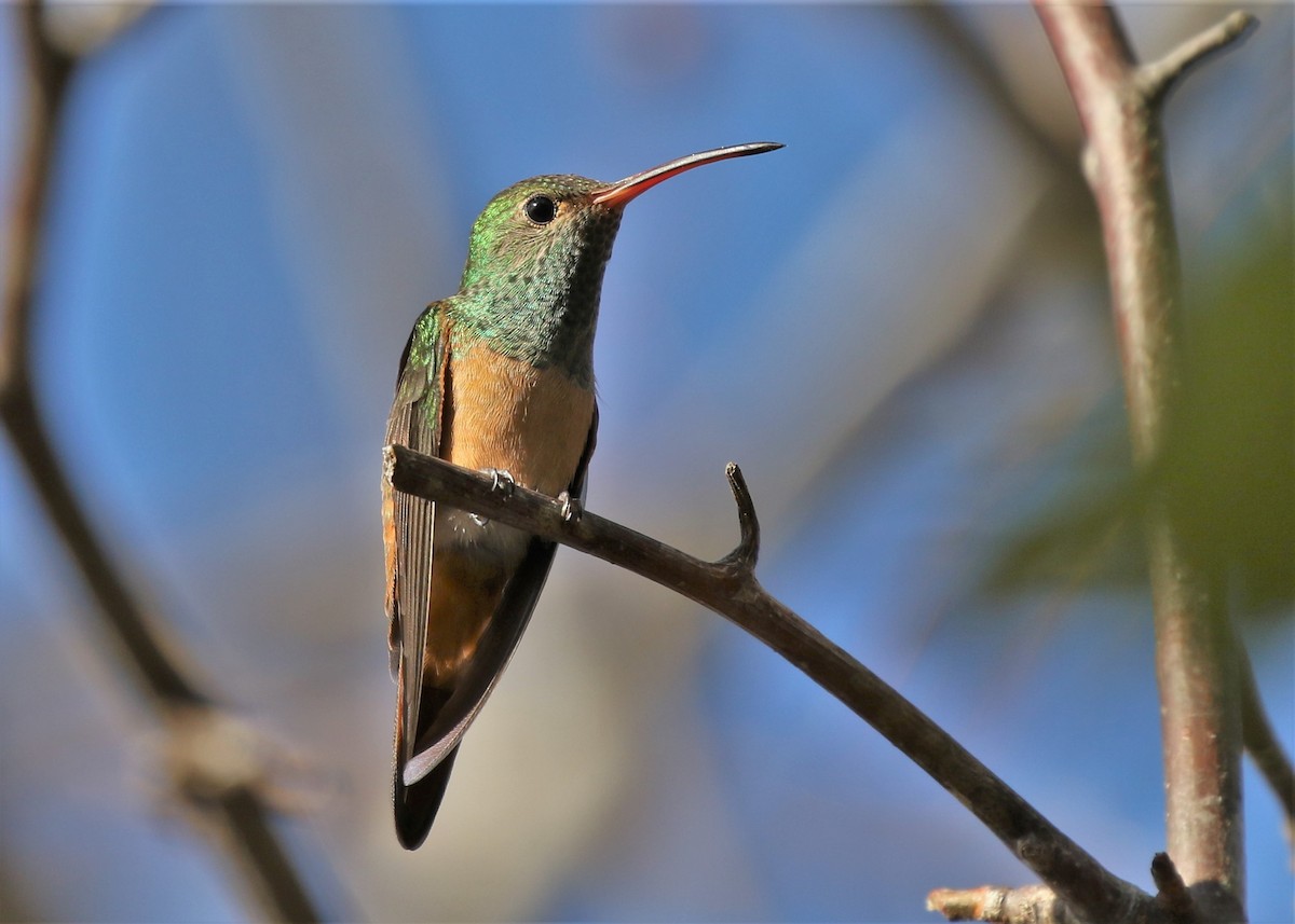 Buff-bellied Hummingbird - Dean LaTray
