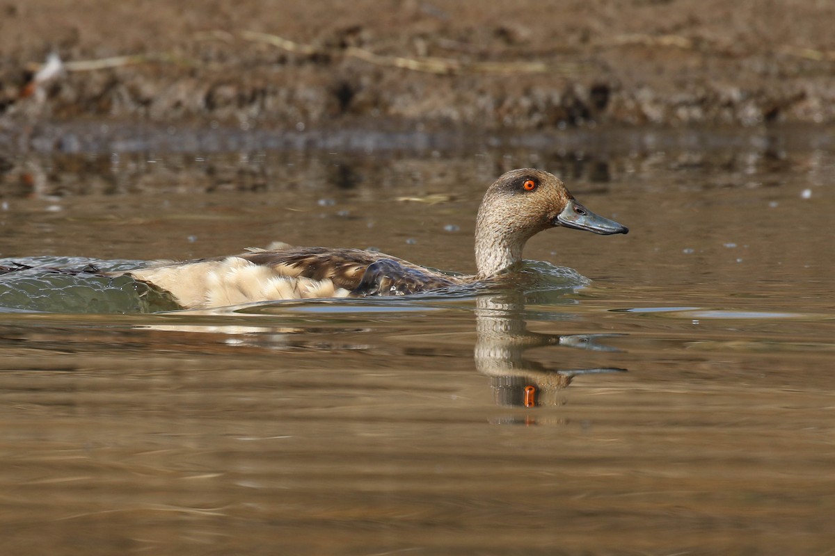 Crested Duck - ML120598101