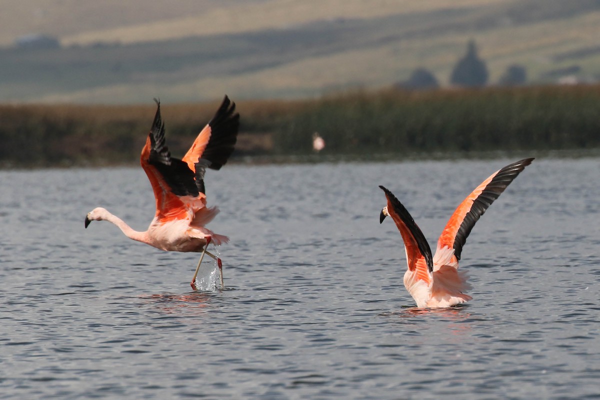 Chilean Flamingo - Knut Hansen