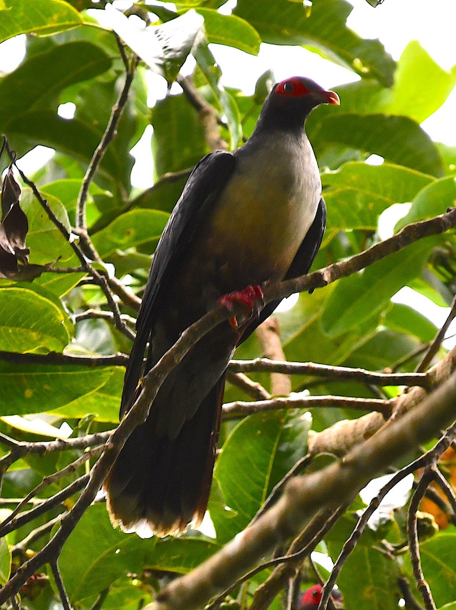 Papuan Mountain-Pigeon - ML120599851