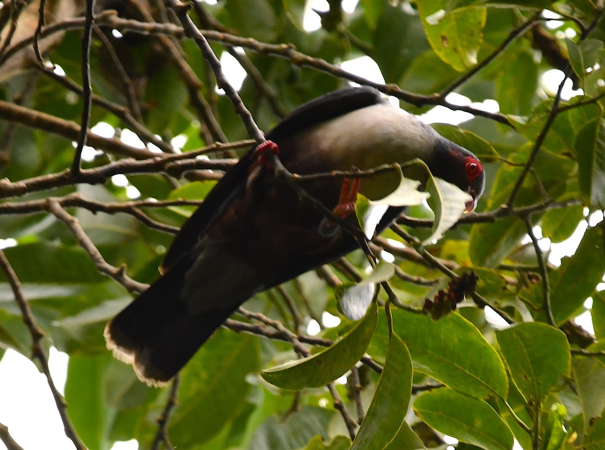 Papuan Mountain-Pigeon - Anonymous