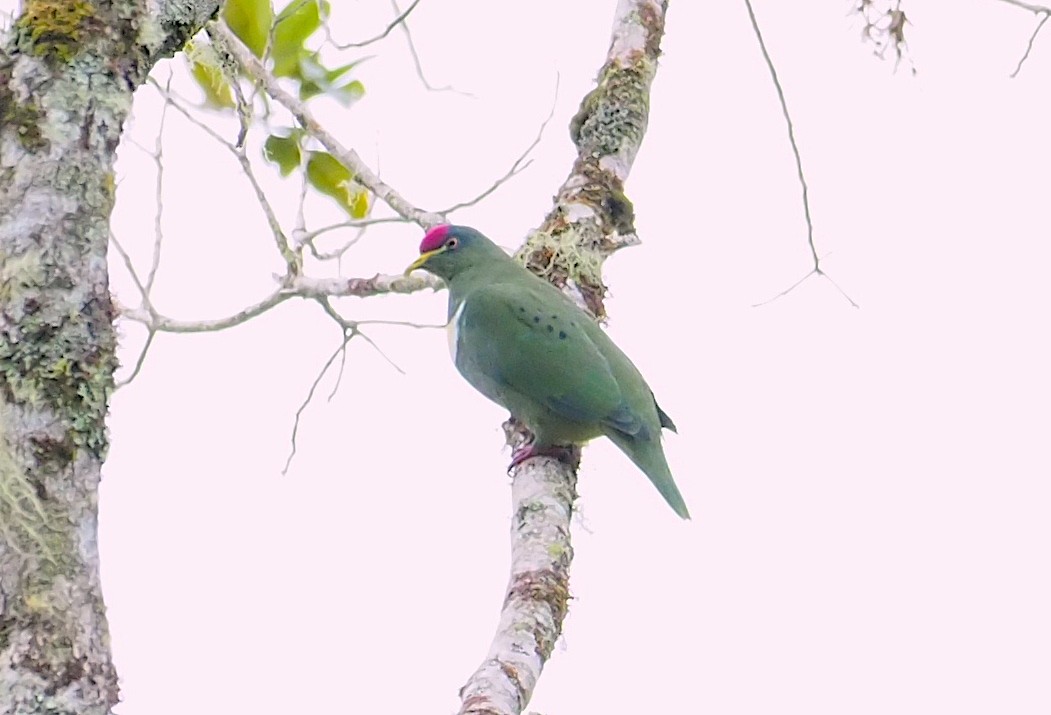 White-breasted Fruit-Dove - ML120599901