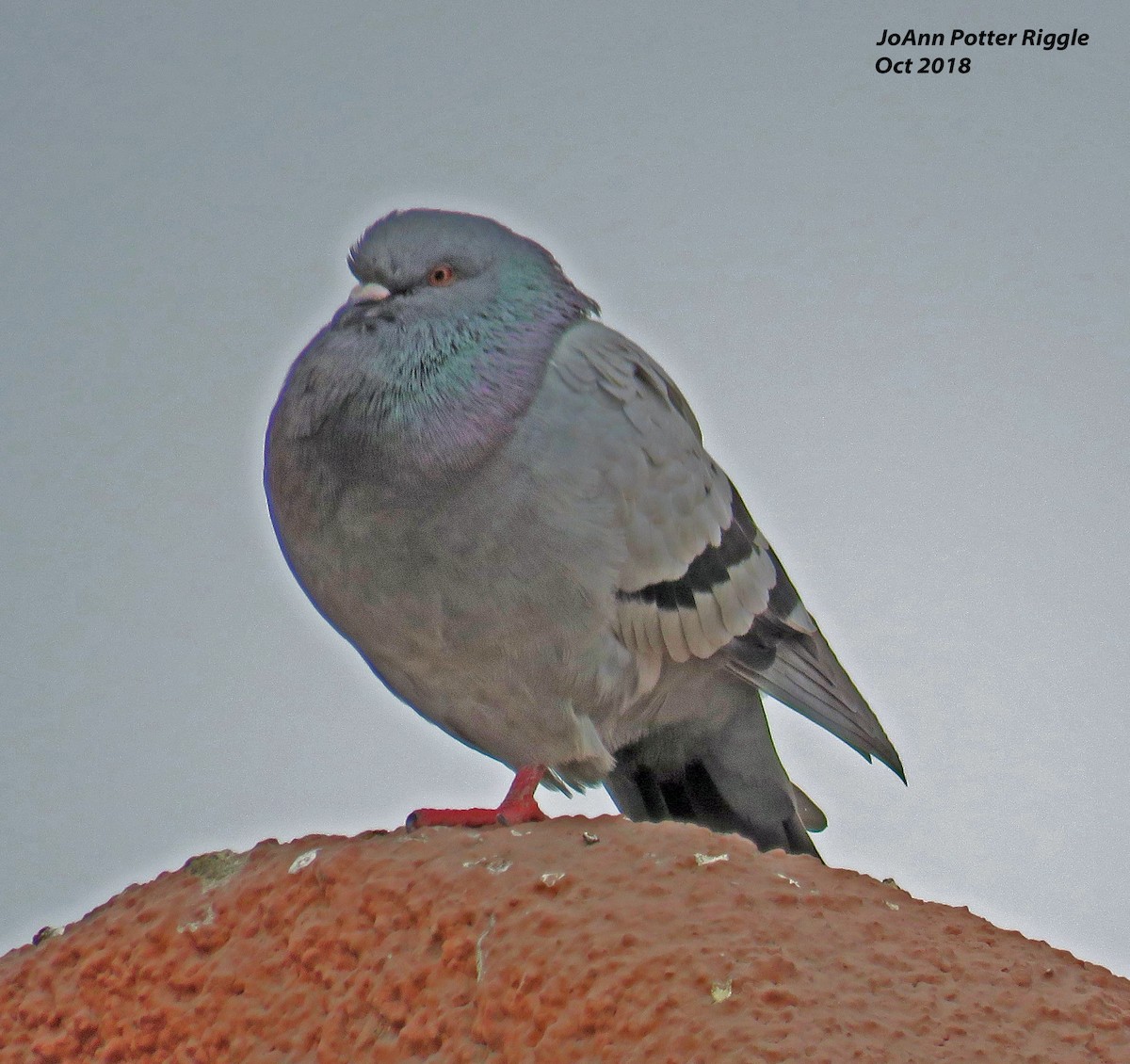 Rock Pigeon (Feral Pigeon) - ML120600131
