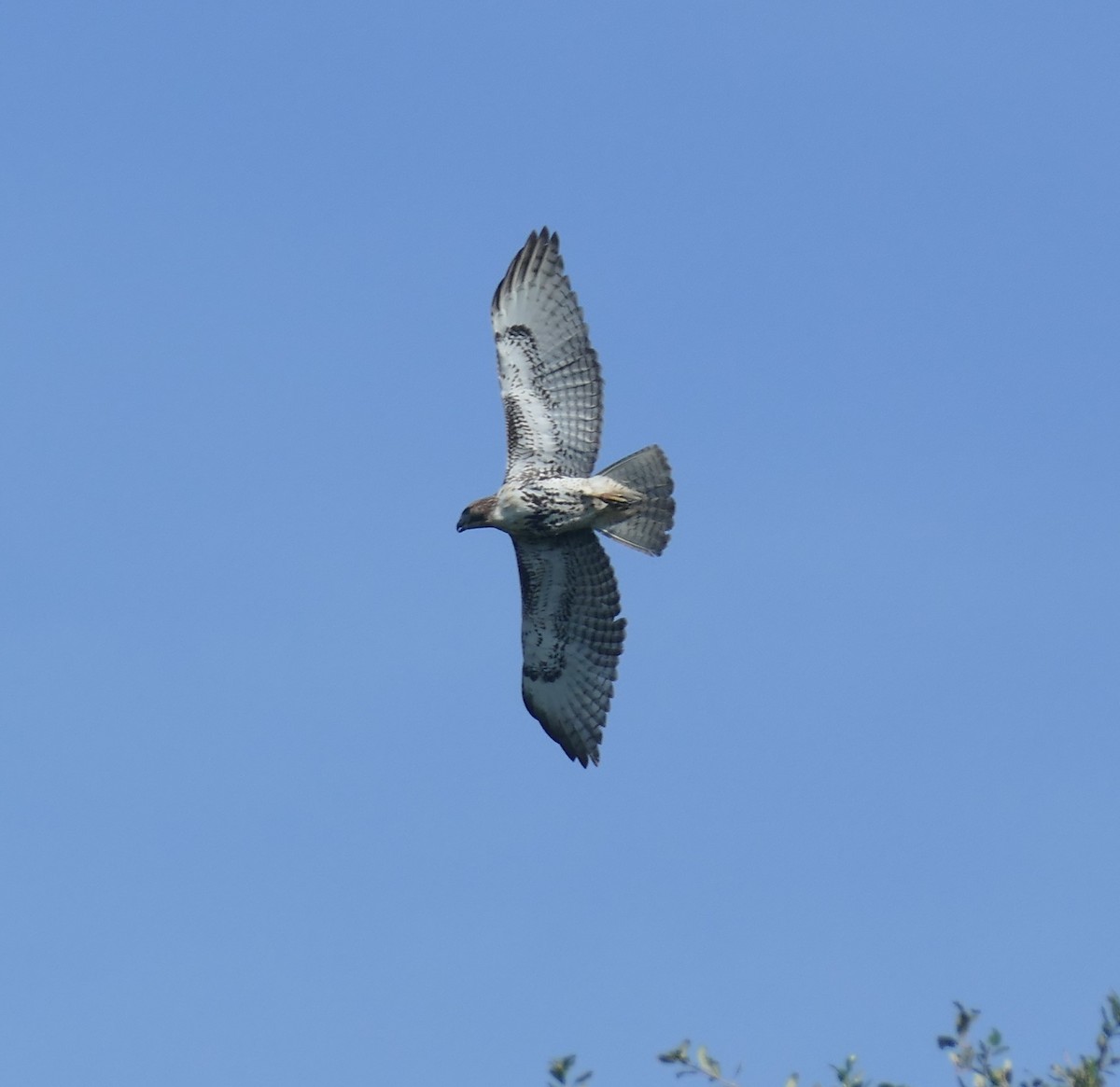 Red-tailed Hawk - ML120600551