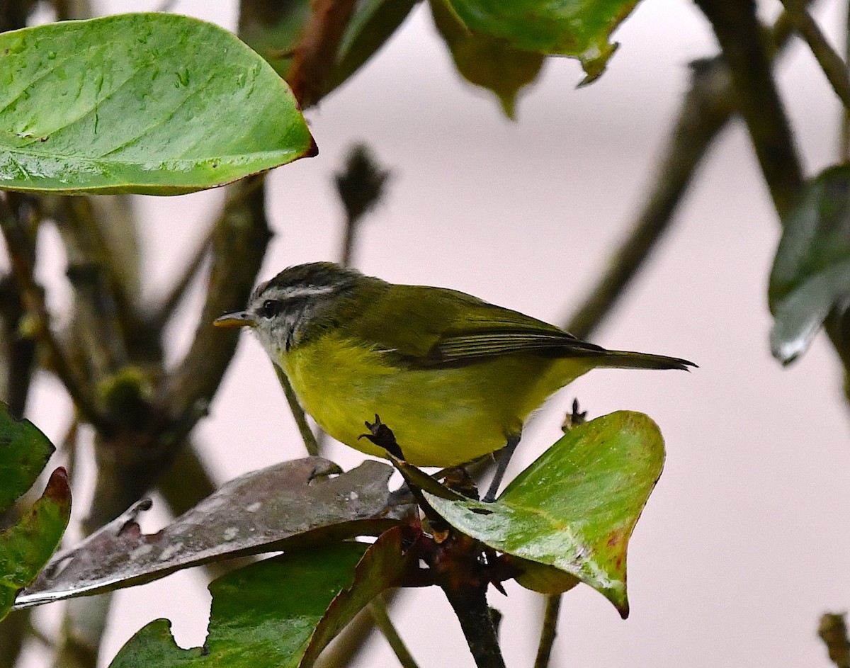 Island Leaf Warbler (New Guinea) - ML120600771