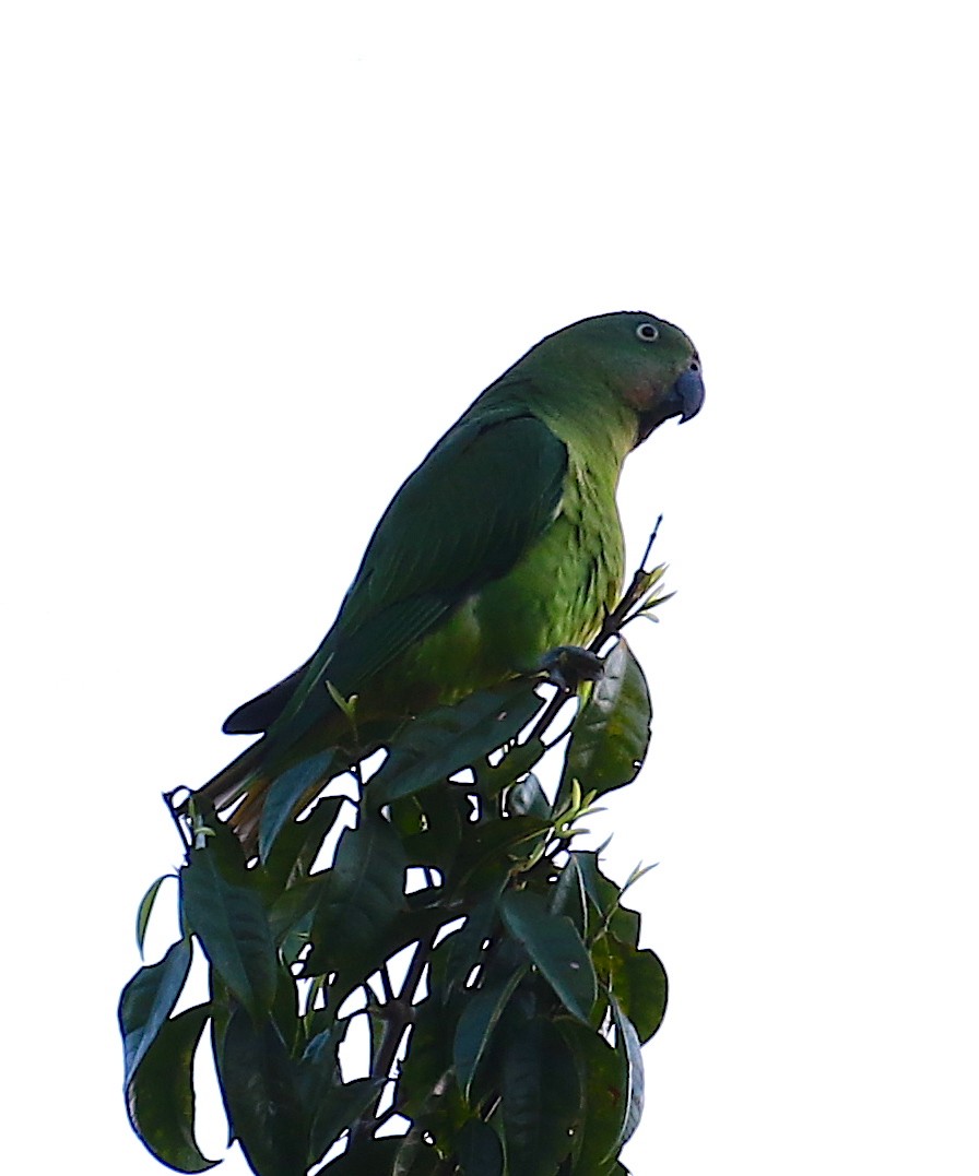 Blue-collared Parrot - Anonymous