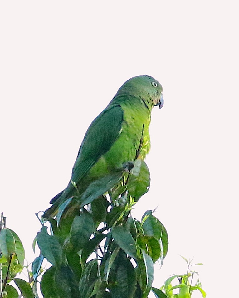 Blue-collared Parrot - Anonymous