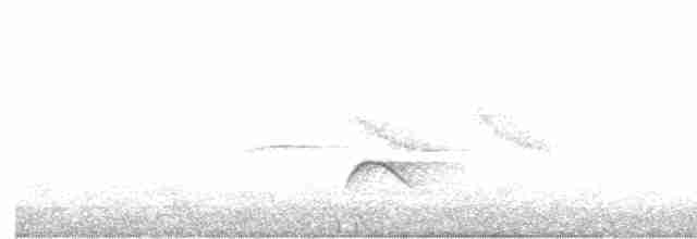 White-crested Elaenia (Chilean) - ML120604491