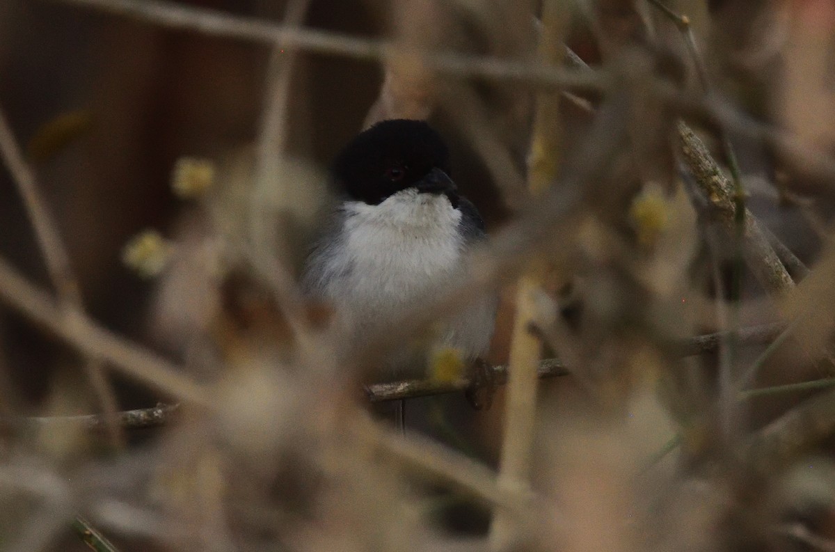 Black-capped Warbling Finch - Alberto Esquivel Wildlife PY