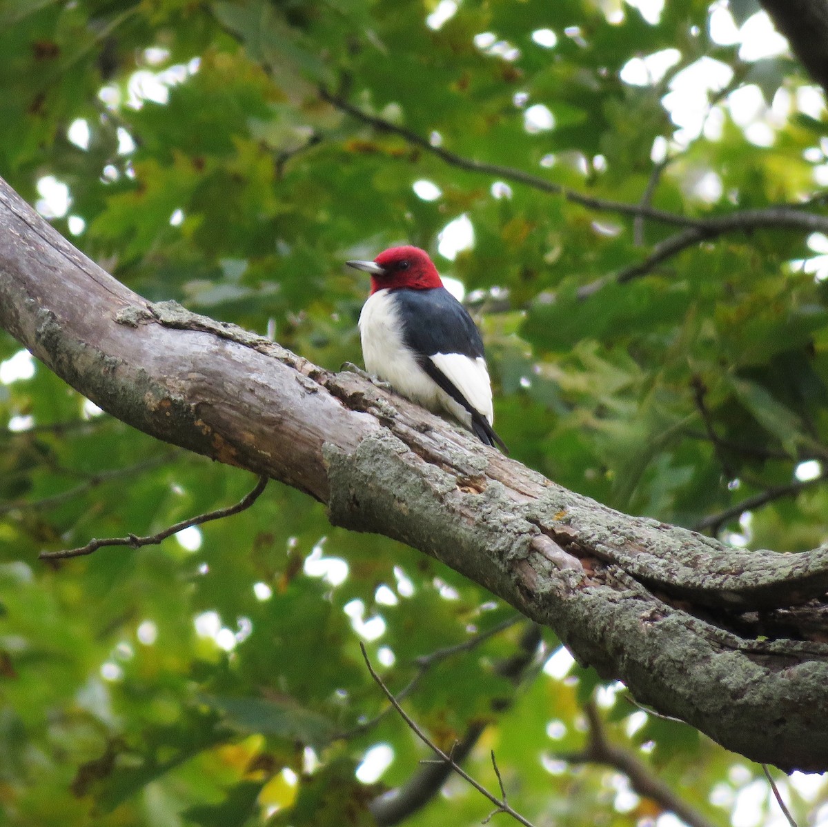 Red-headed Woodpecker - Emily Tornga