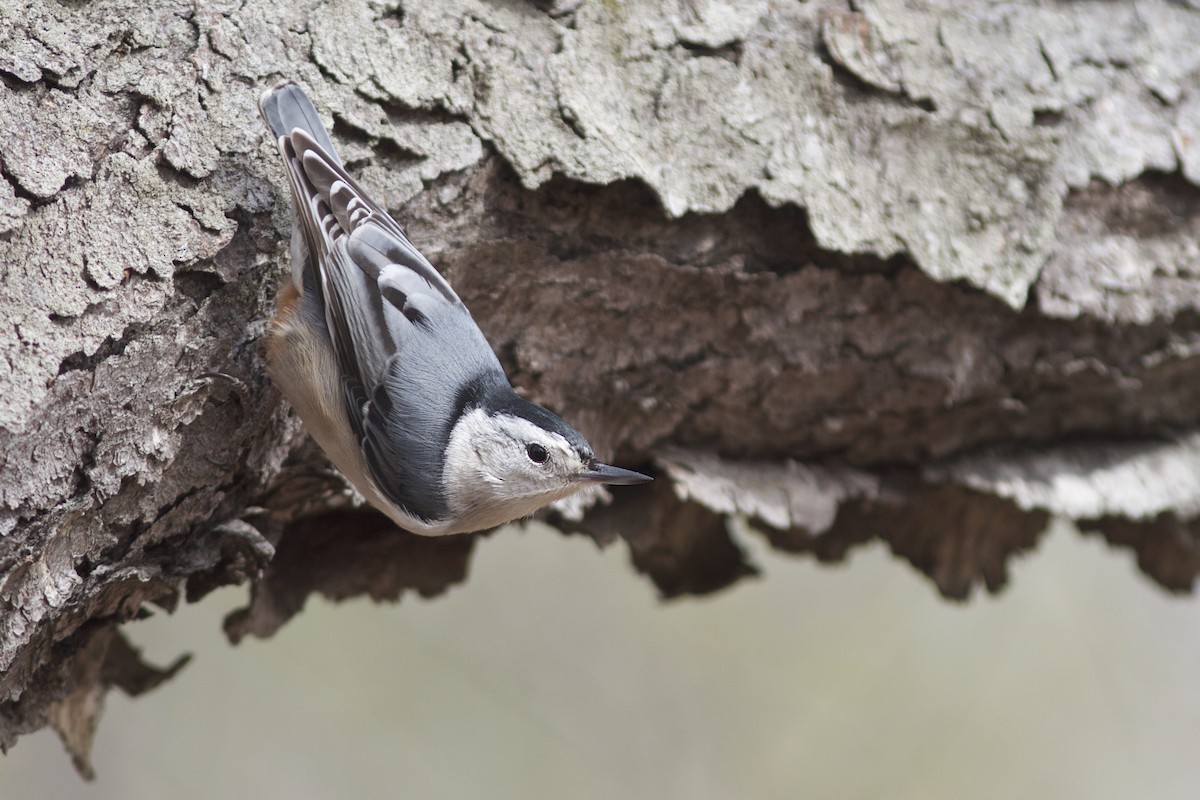 White-breasted Nuthatch - Doug Hitchcox