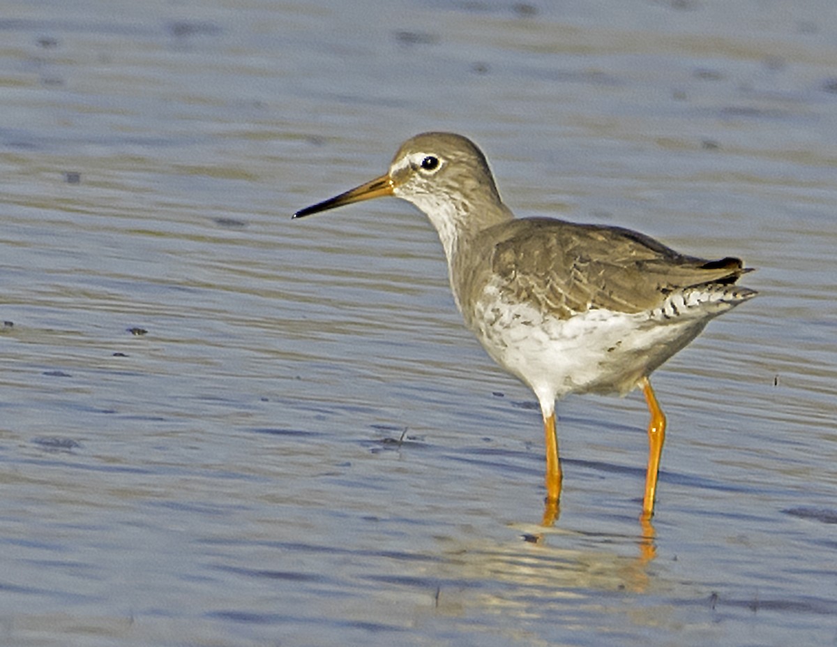 Common Redshank - james poling