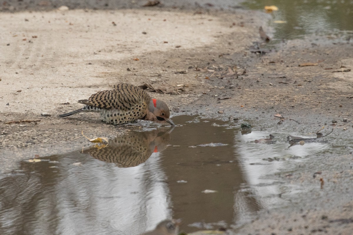 Northern Flicker (Yellow-shafted) - Fran Morel