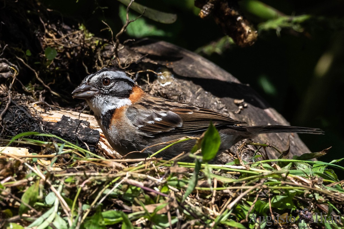 Rufous-collared Sparrow - ML120613701