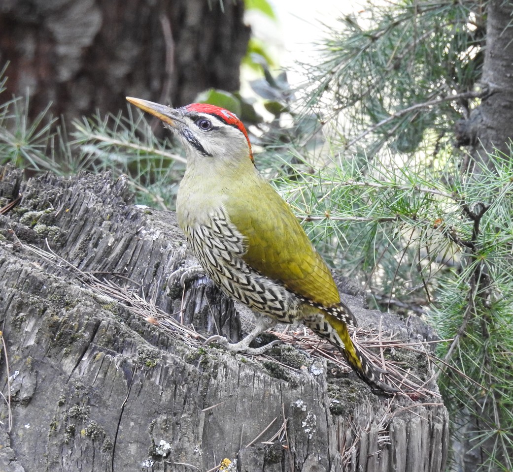 Scaly-bellied Woodpecker - Sahana M