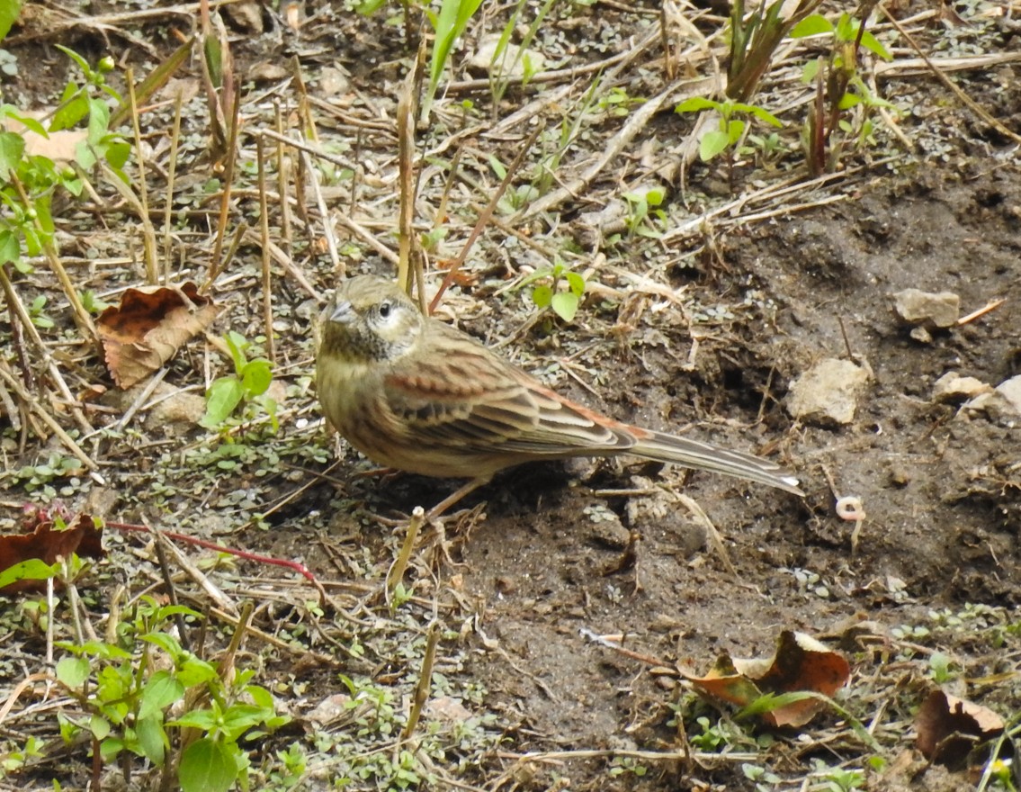 White-capped Bunting - ML120615261