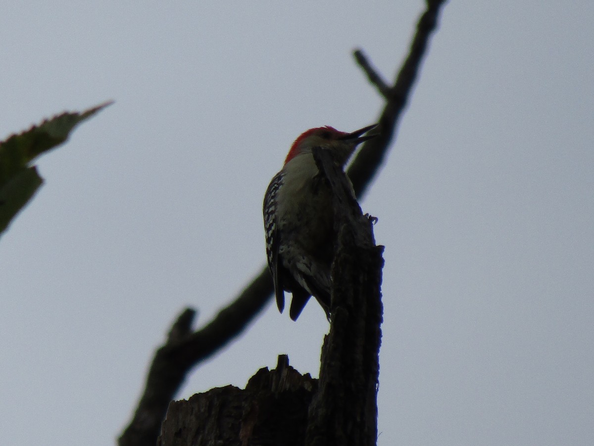 Red-bellied Woodpecker - Kathy Haase