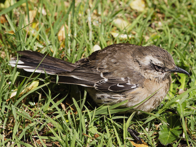 Bird&nbsp;injured by an attack from a Chimango Caracara (<em class="SciName notranslate">Daptrius chimango</em>). - Chilean Mockingbird - 