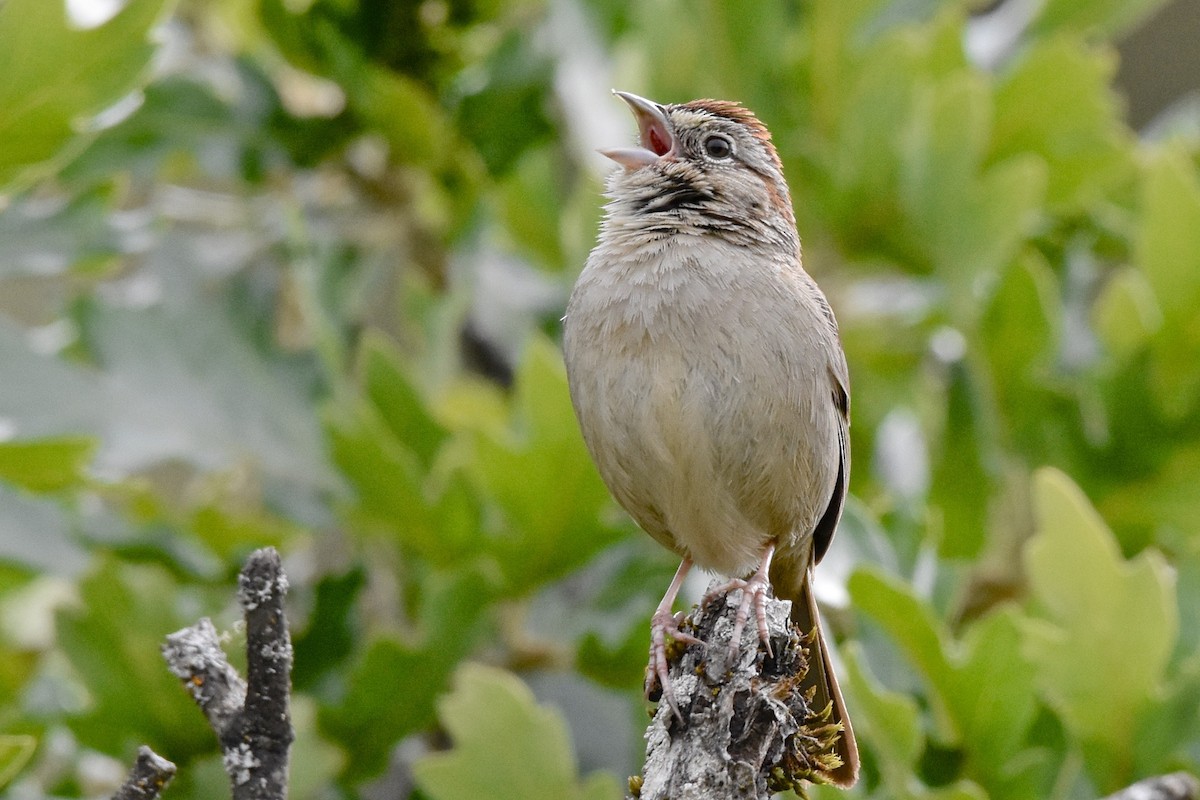 Rufous-crowned Sparrow - ML120618121