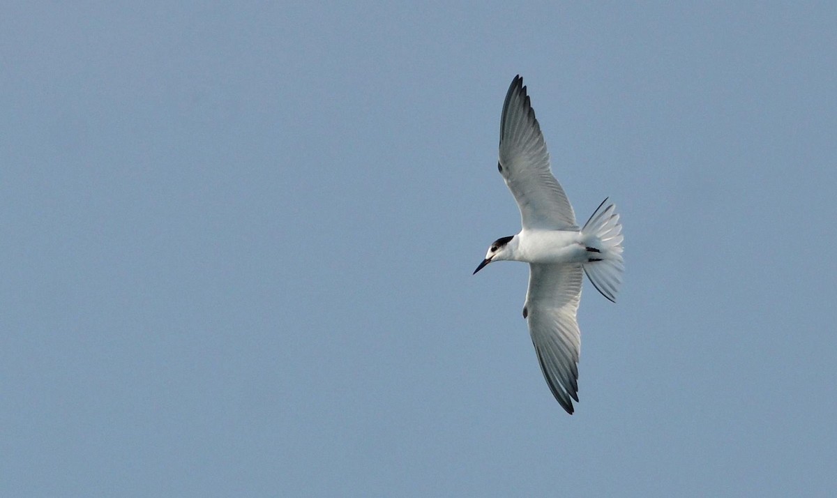 Common Tern - Premchand Reghuvaran