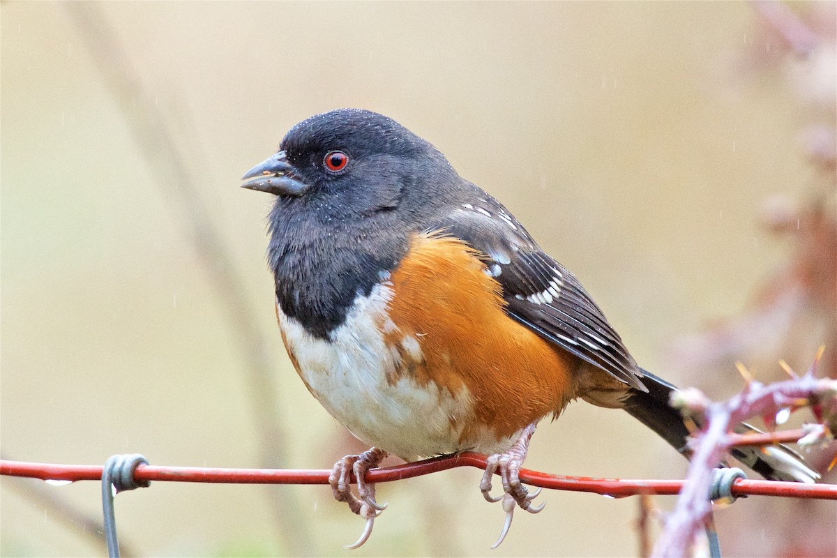 Spotted Towhee - ML120620001