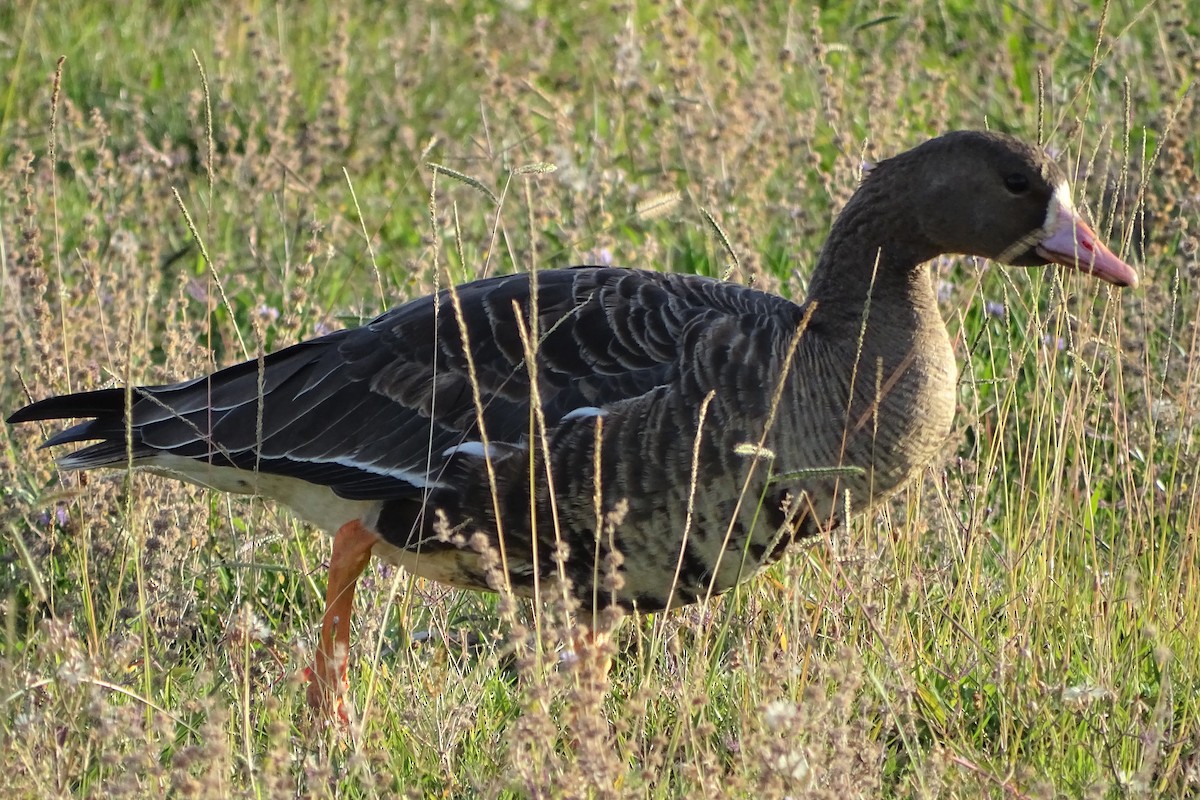 Greater White-fronted Goose - Diane Rose
