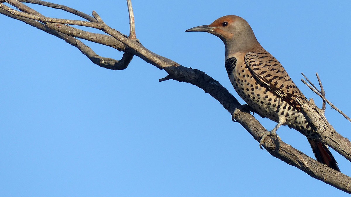 Northern Flicker (Red-shafted) - Pete Wolf