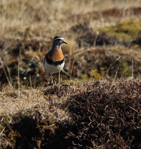 Rufous-chested Dotterel - ML120627791