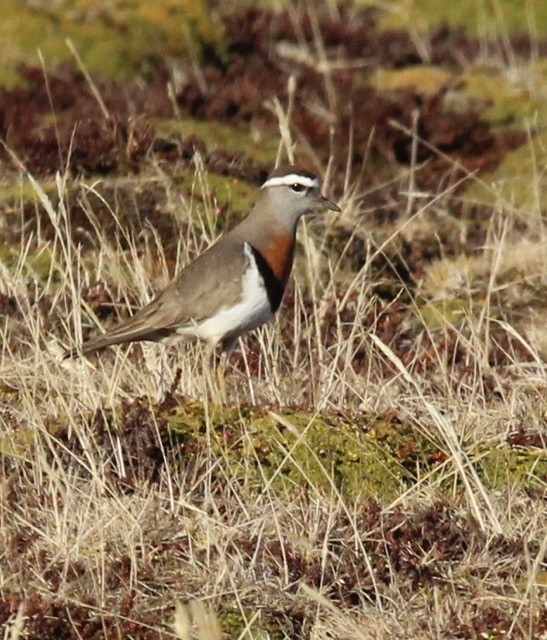 Rufous-chested Dotterel - ML120627801