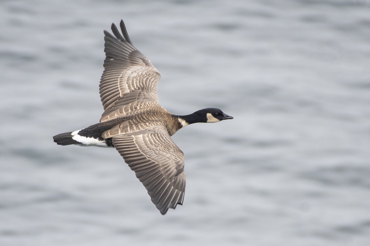 Cackling Goose (Aleutian) - ML120630841