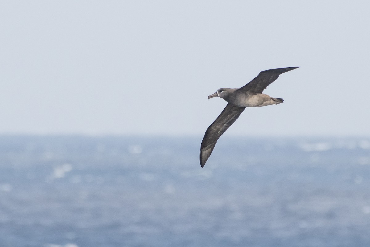 Albatros à pieds noirs - ML120632141