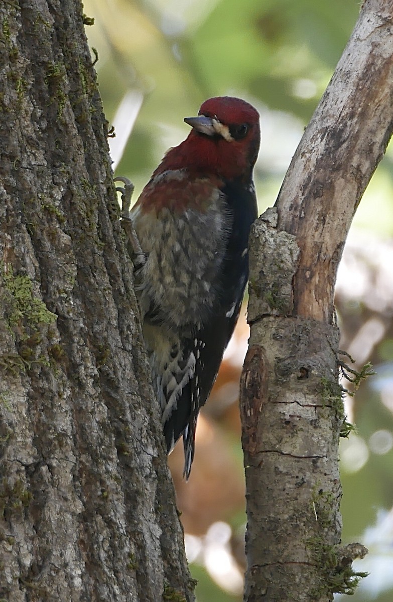 Red-breasted Sapsucker - ML120632251