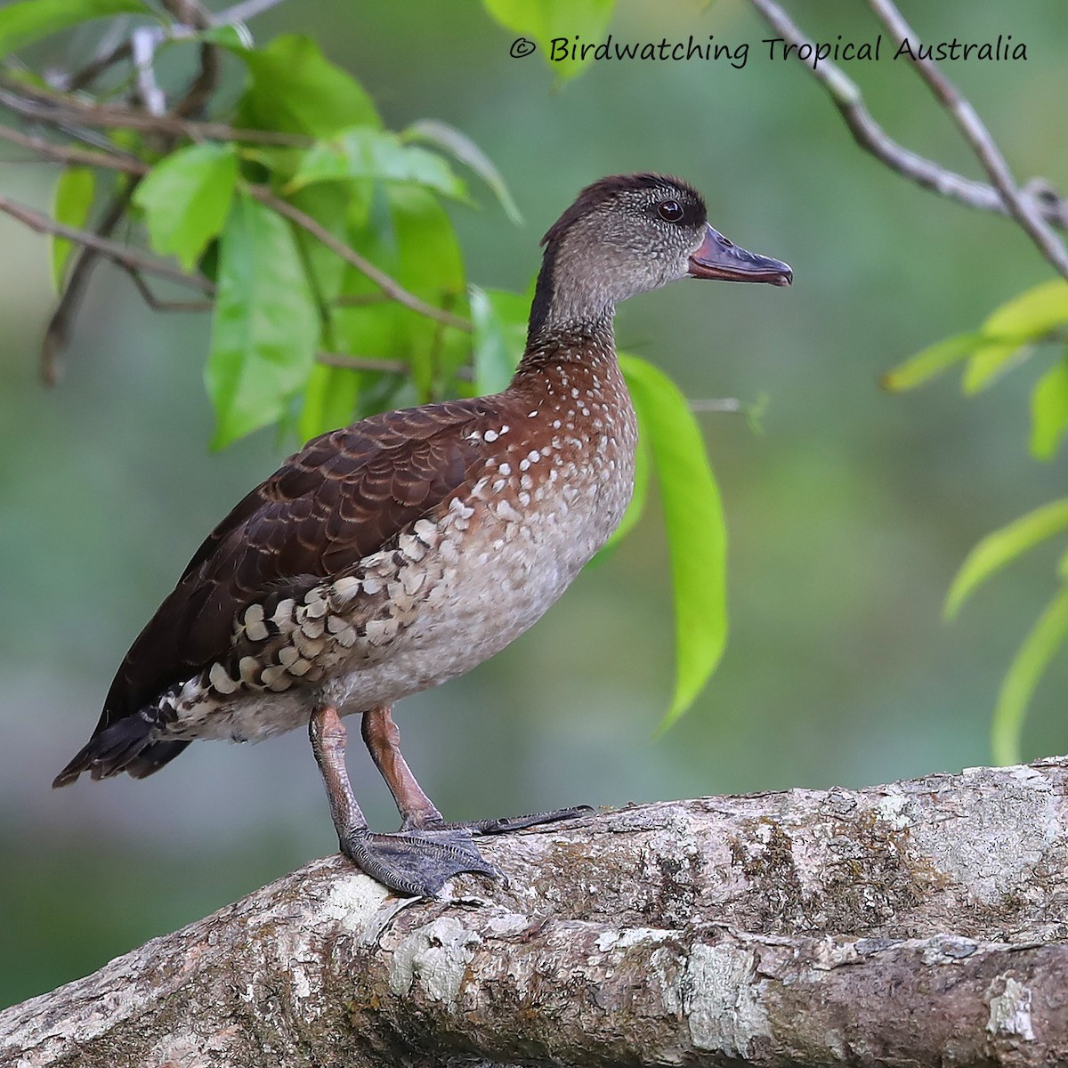 Spotted Whistling-Duck - Doug Herrington || Birdwatching Tropical Australia Tours