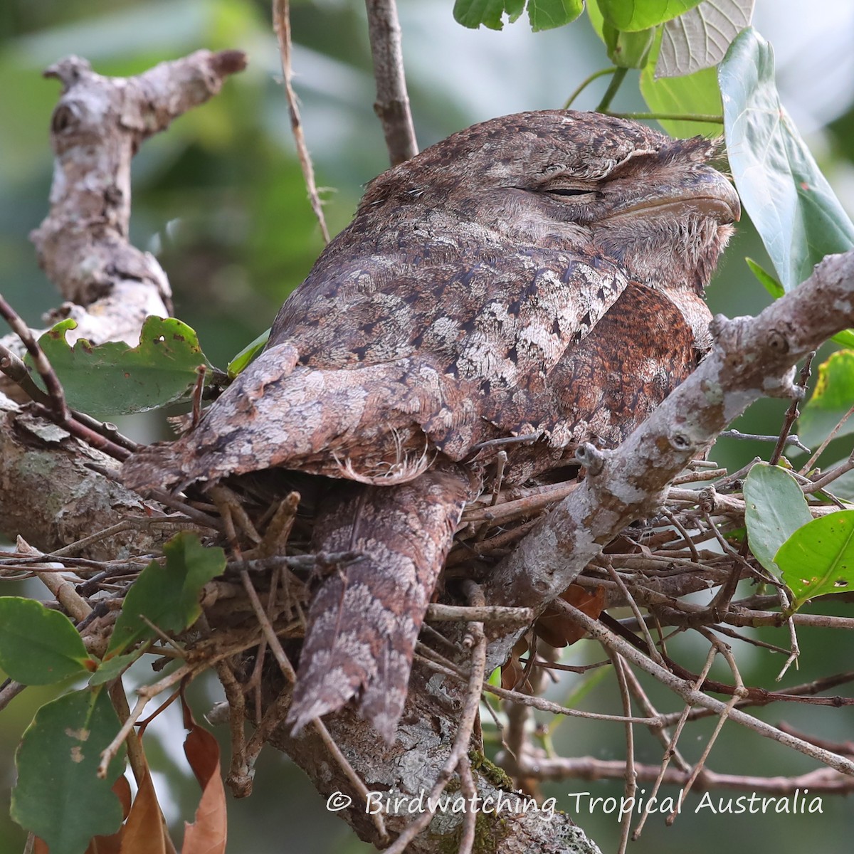 Papuan Frogmouth - ML120634381
