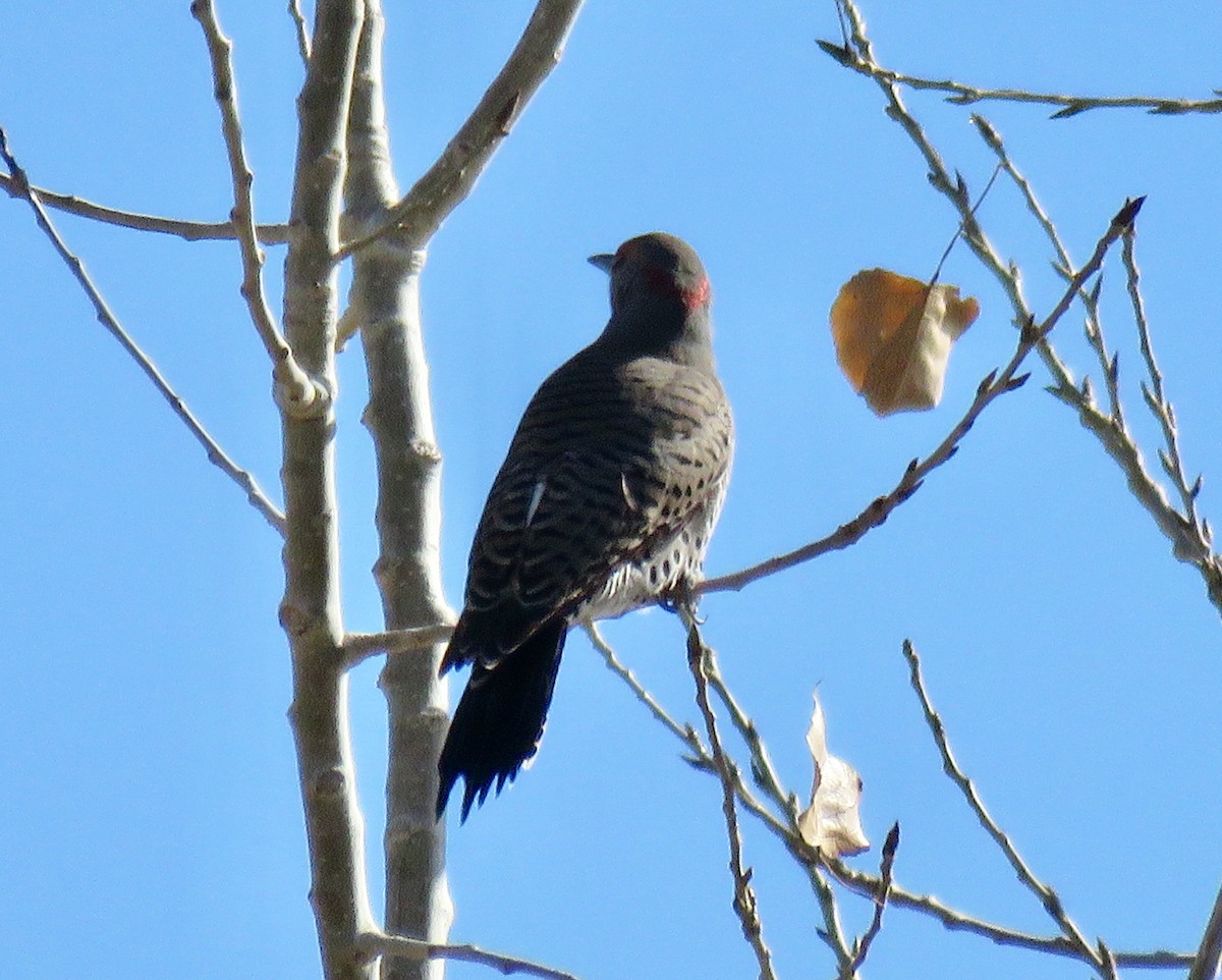 Northern Flicker (Yellow-shafted x Red-shafted) - Meg Reck