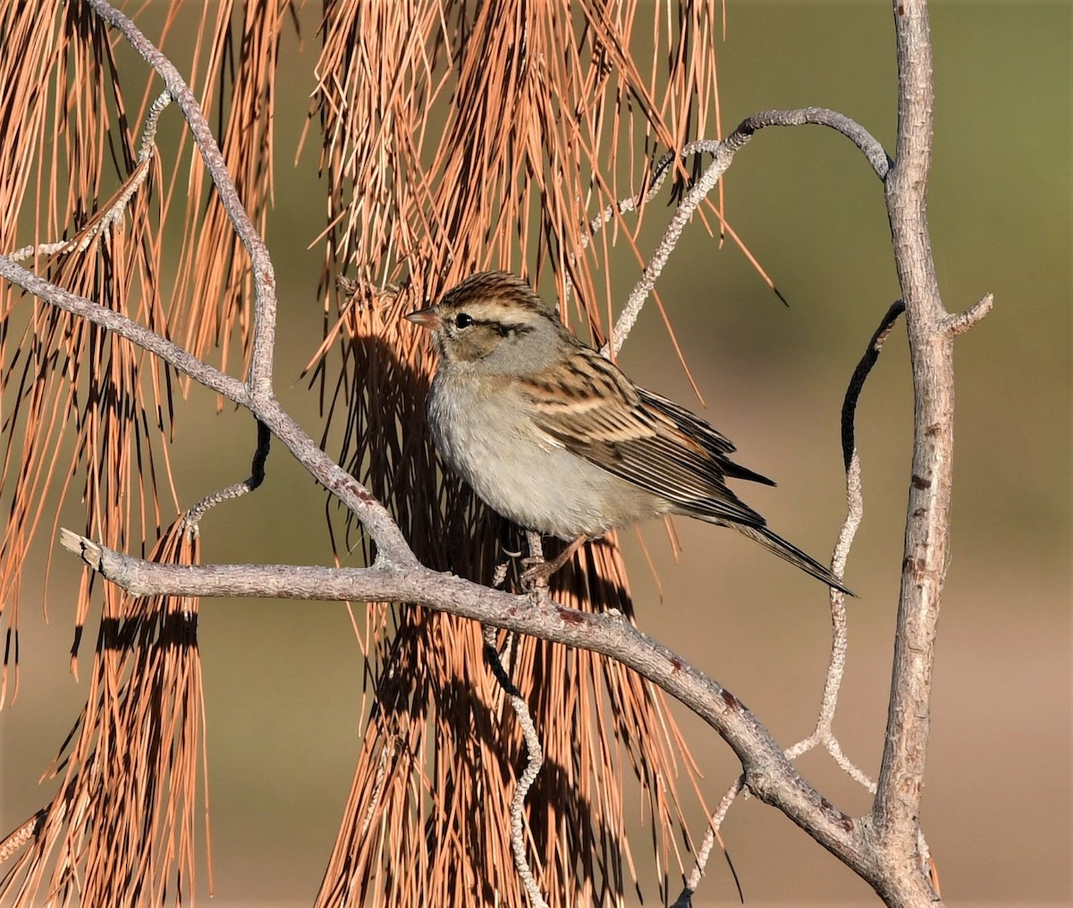 Chipping Sparrow - David Beaudette
