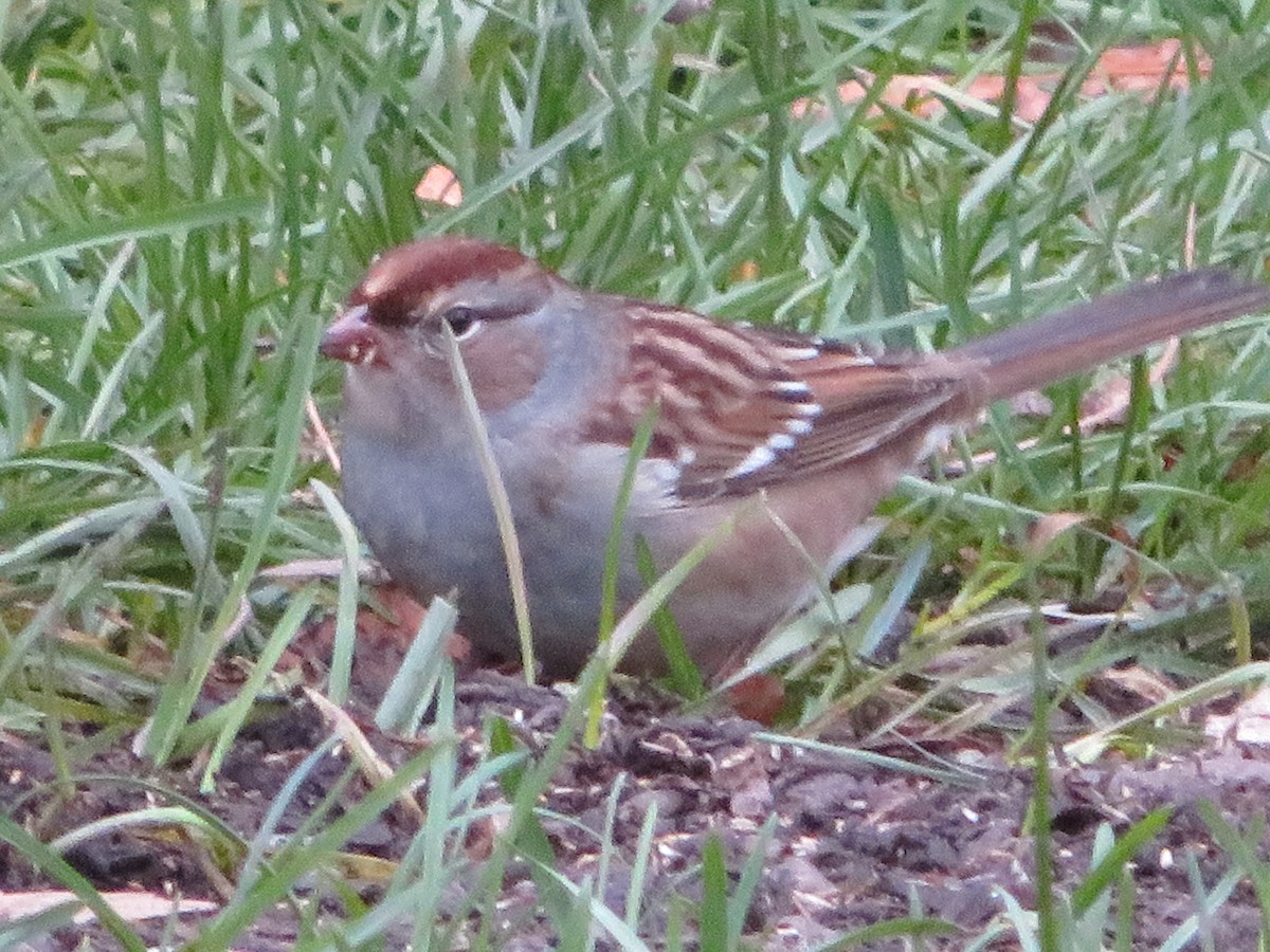 White-crowned Sparrow - ML120642881