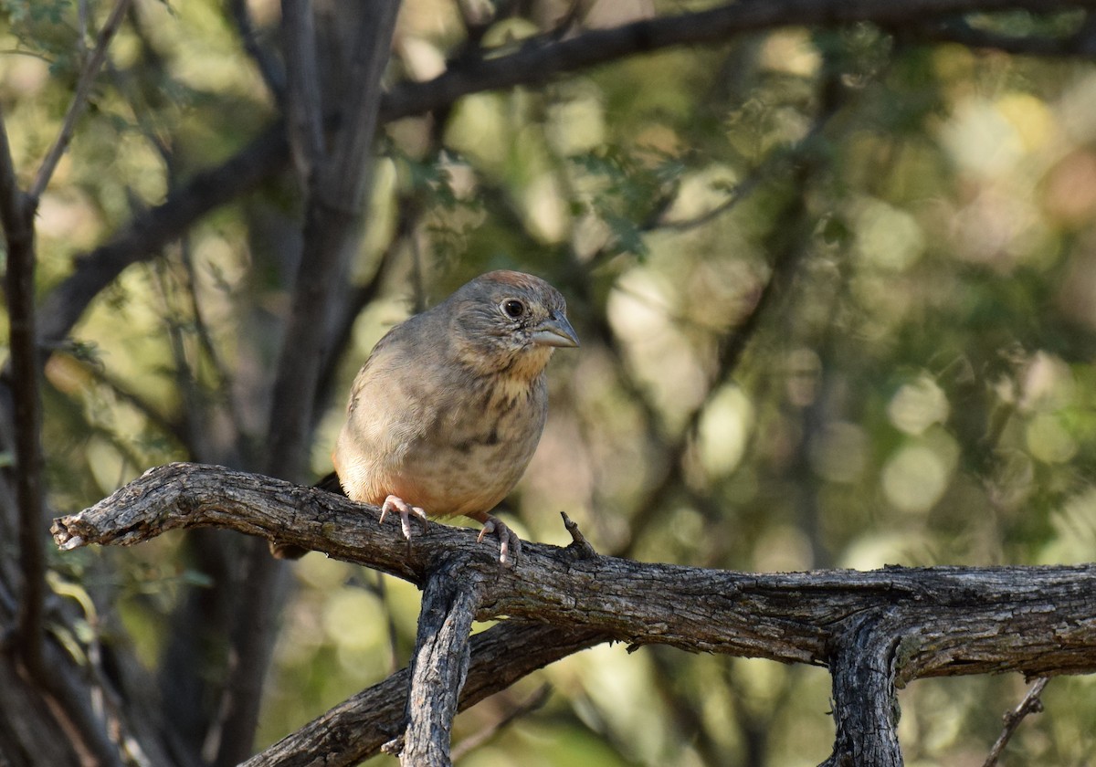 Canyon Towhee - Ryan O'Donnell