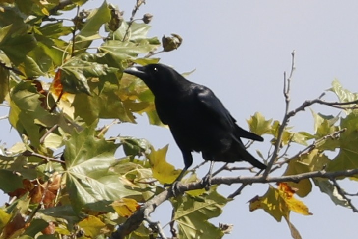 Carrion Crow - Paulo Domingues