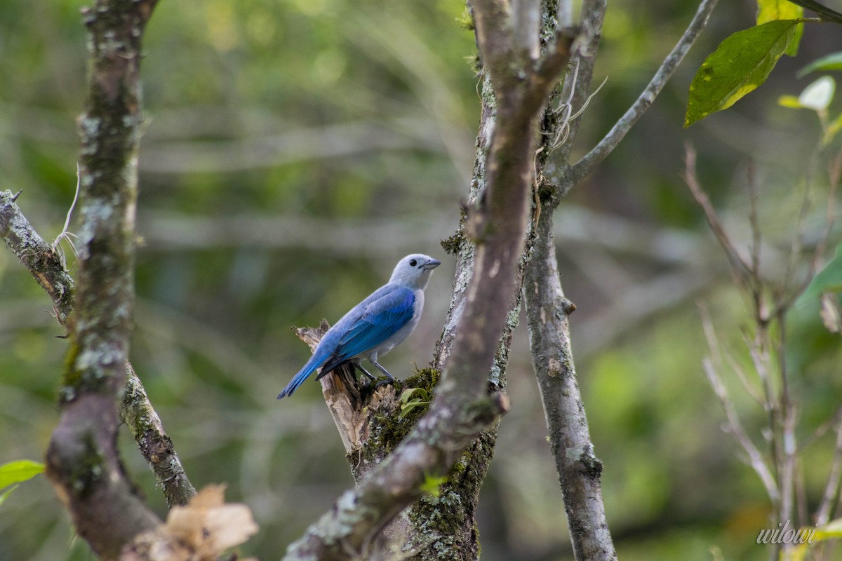 Blue-gray Tanager - wilson ortega