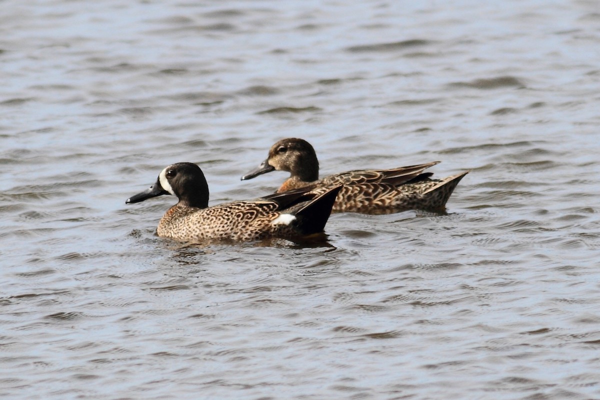 Blue-winged Teal - ML120651641