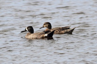 Blue-winged Teal, ML120651641