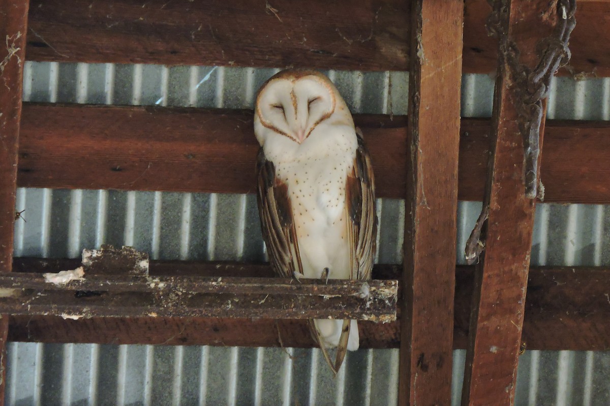 Barn Owl - Gail DeLalla