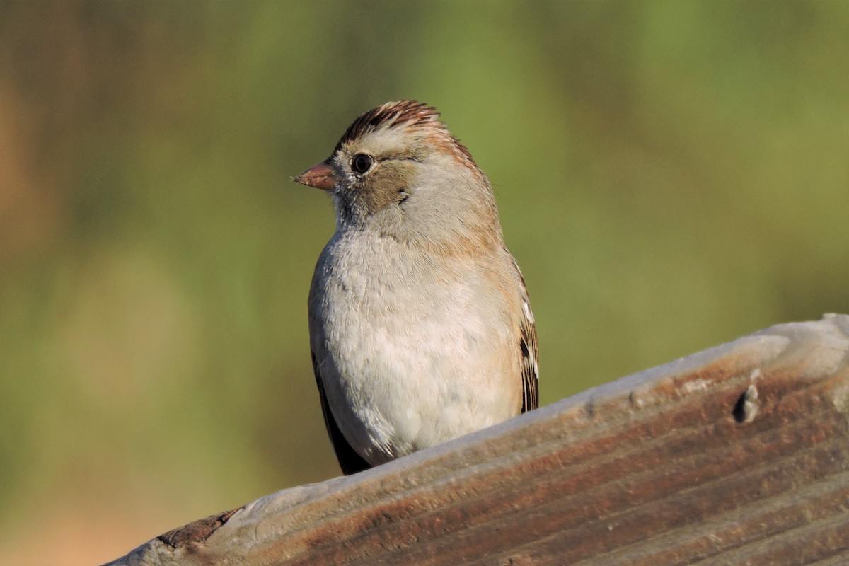 White-crowned Sparrow - ML120654681