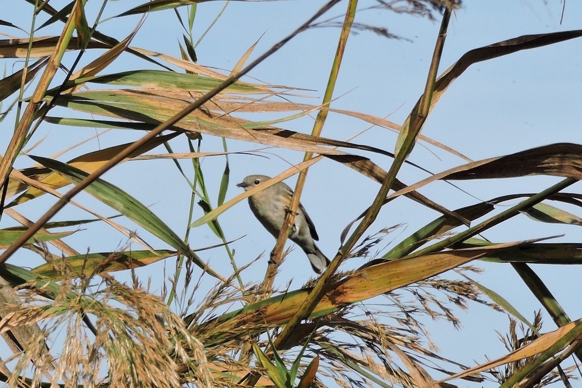 Yellow-rumped Warbler (Audubon's) - Gail DeLalla