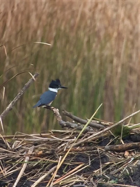 Belted Kingfisher - Joan Campbell