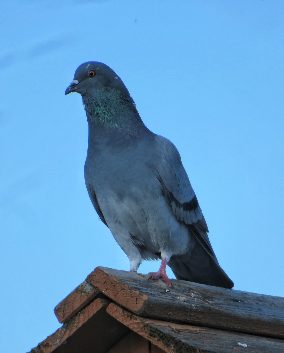 Rock Pigeon (Feral Pigeon) - ML120656371