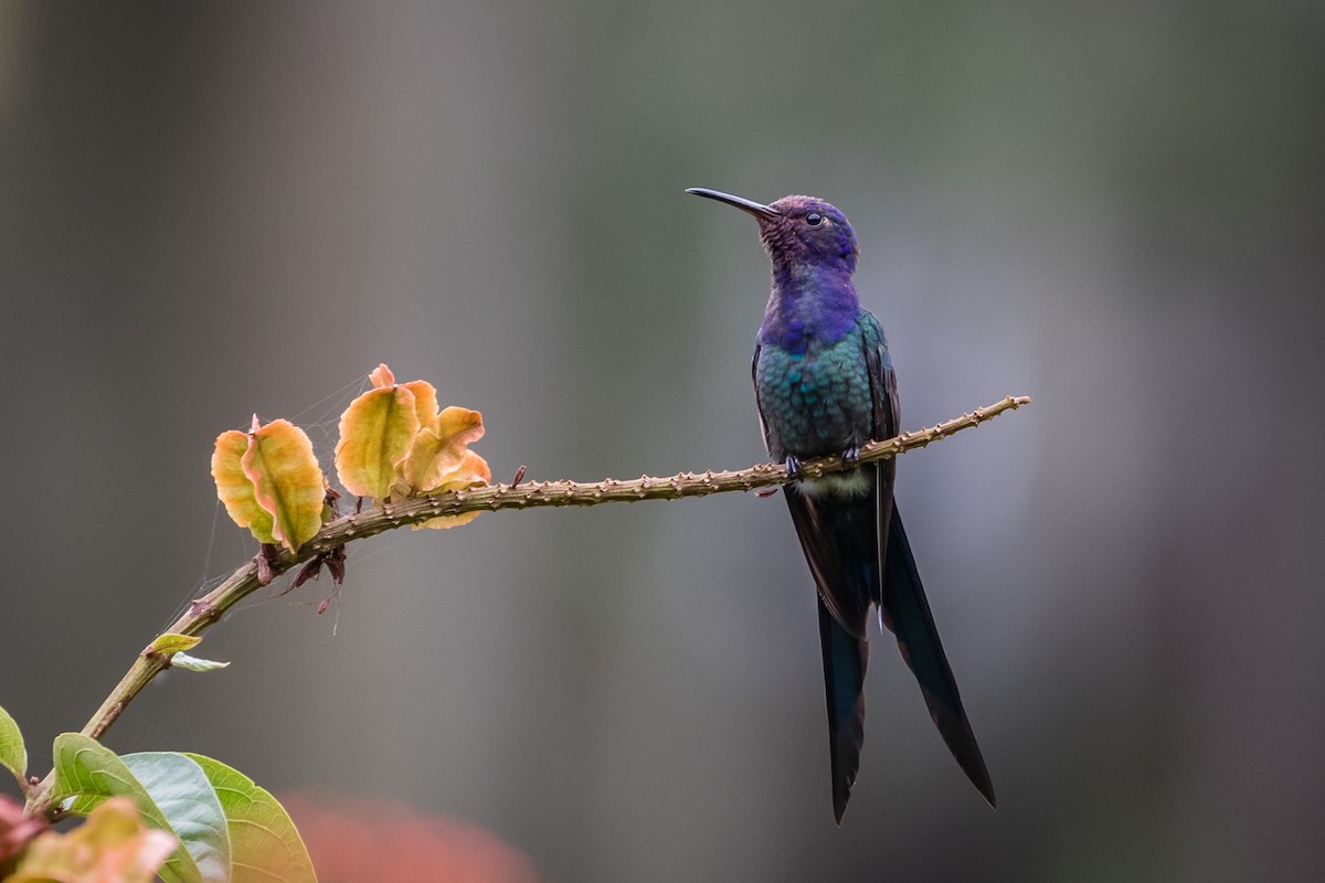 Swallow-tailed Hummingbird - Eden Fontes