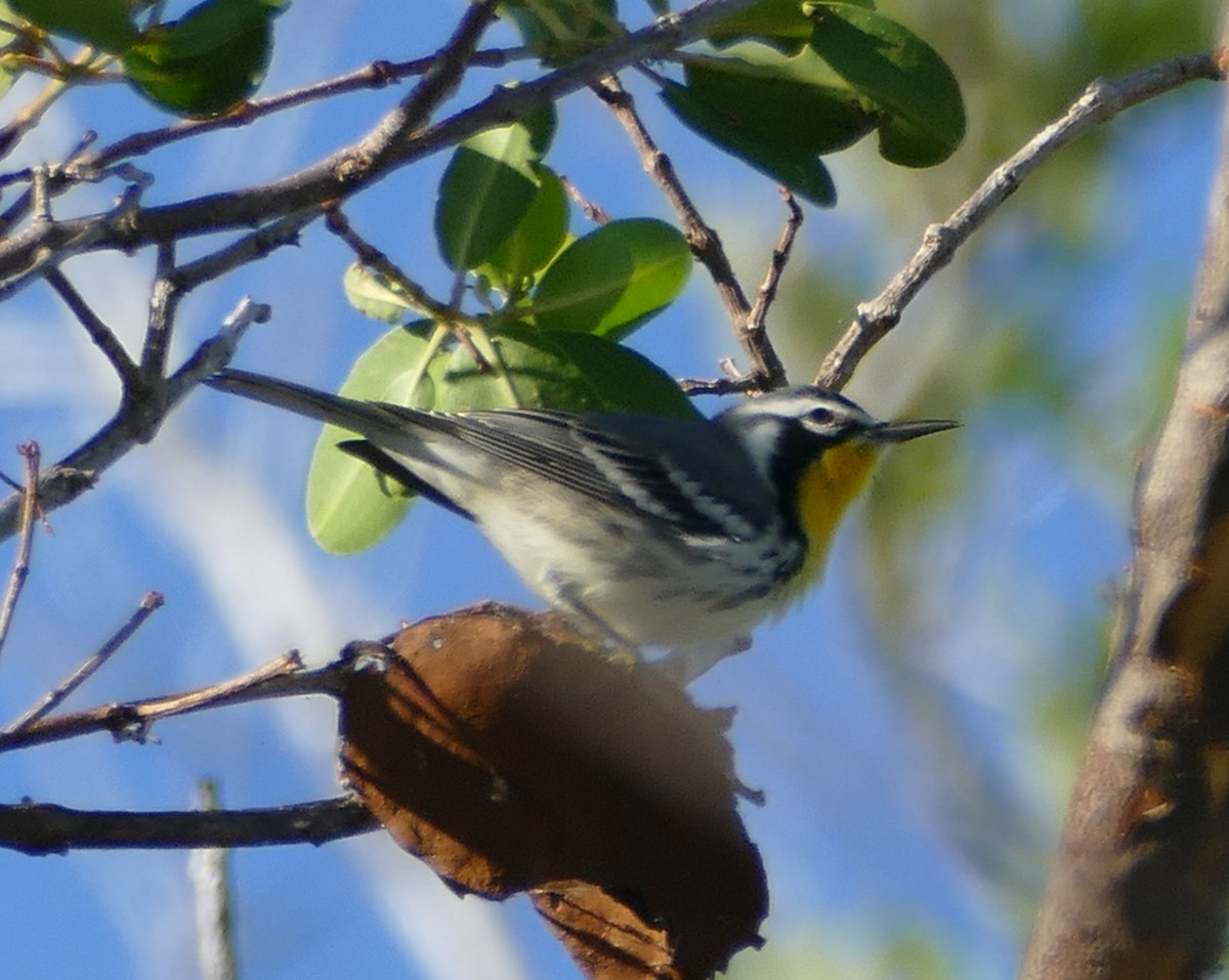 Yellow-throated Warbler (albilora) - ML120661151