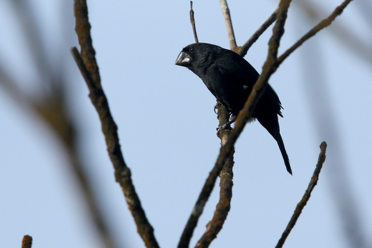 Thick-billed Seed-Finch - ML120663571